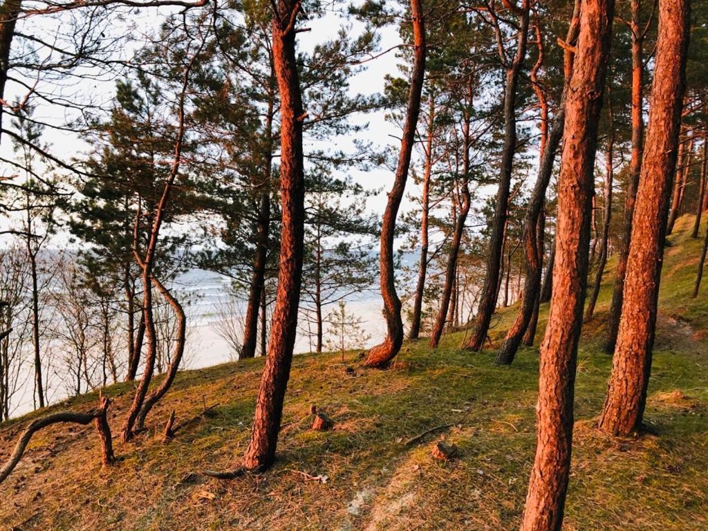 Domki Skowronki Kąty Rybackie المظهر الخارجي الصورة